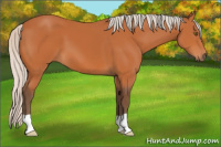 Horse Color:Silver Bay 