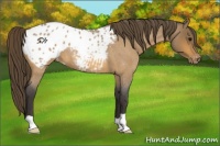 Horse Color:Buckskin Roan Appaloosa 