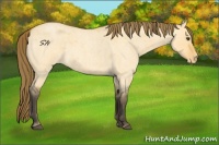 Horse Color:Buckskin Roan Dun Appaloosa 