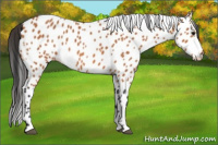 Horse Color:Bay Appaloosa 