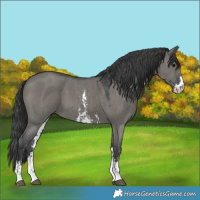 Horse Color:Grullo Sabino