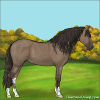 Horse Color:Liver Red Dun 