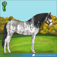 Horse Color:Grullo Sabino