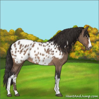 Horse Color:White Spotted Bay Dun Sabino Appaloosa 