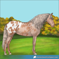 Horse Color:Gold Champagne Appaloosa
