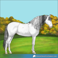 Horse Color:Black Sabino Appaloosa 