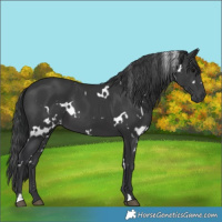 Horse Color:White Spotted Black 