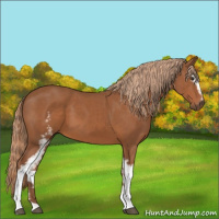 Horse Color:White Spotted Chestnut 