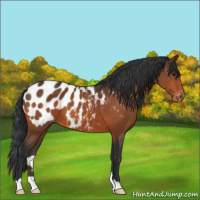 Horse Color:Bay Appaloosa 
