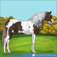 Horse Color:Liver Chestnut Tobiano Frame 