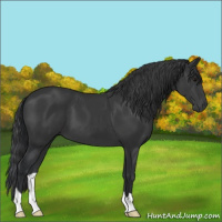 Horse Color:Black 