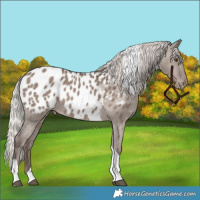 Horse Color:Silver Grullo Tobiano Appaloosa 