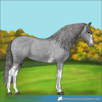 Horse Color:White Spotted Black Appaloosa 