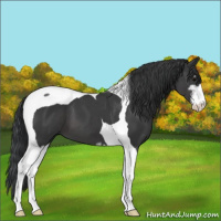 Horse Color:Black Sabino Tobiano 