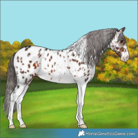 Horse Color:White Spotted Brown Sabino Appaloosa 