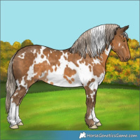 Horse Color:White Spotted Chocolate Palomino