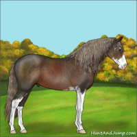 Horse Color:Liver Chestnut Sabino