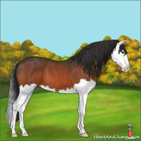 Horse Color:Bay Sabino Splash 
