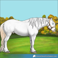 Horse Color:White Spotted Buckskin Pearl Snowflake Varnish Rabicano 