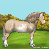 Horse Color:Red Dun Splash Frame  and Red Dun Splash Frame 