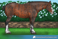 Horse Color:Black Rabicano  and Bay Sabino Splash Rabicano 