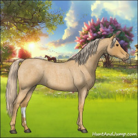 Horse Color:Palomino Roan 