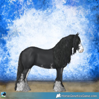 Horse Color:Black Sabino