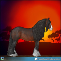 Horse Color:Brown Sabino Rabicano