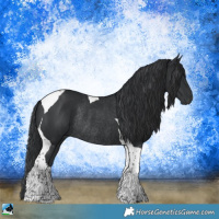 Horse Color:Black Tobiano Rabicano 
