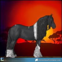 Horse Color:Black Tobiano Rabicano 