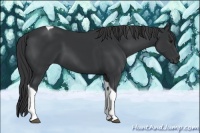 Horse Color:Black Tobiano 