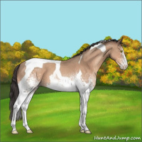 Horse Color:White Spotted Sable Champagne Tobiano 