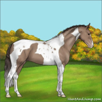 Horse Color:Classic Champagne Tobiano 