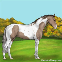 Horse Color:Classic Champagne Tobiano 