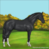 Horse Color:Black 