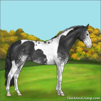 Horse Color:White Spotted Black Tobiano 