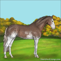 Horse Color:White Spotted Silver Black 