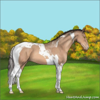 Horse Color:Sable Champagne Tobiano Varnish 