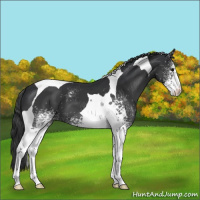 Horse Color:White Spotted Black Tobiano 