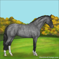 Horse Color:Blue Roan Appaloosa