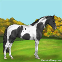 Horse Color:Black Tobiano Snowcap 