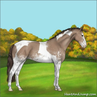 Horse Color:White Spotted Classic Champagne Tobiano 