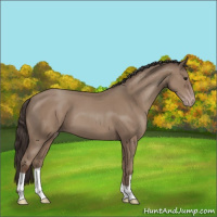 Horse Color:Classic Champagne 