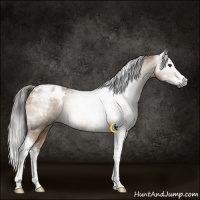 Horse Color:Gray White Spotted Liver Red Dun Splash Tobiano 