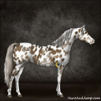 Horse Color:White Spotted Chocolate Palomino Ice Tobiano Appaloosa 