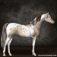 Horse Color:Liver Red Dun Tobiano 
