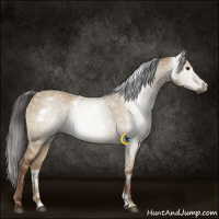 Horse Color:Gray White Spotted Liver Red Dun 