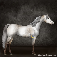 Horse Color:Gray White Spotted Liver Red Dun Ice 