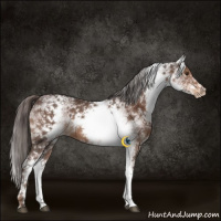 Horse Color:White Spotted Liver Chestnut Varnish