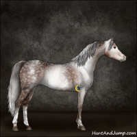 Horse Color:Gray White Spotted Liver Chestnut Ice 